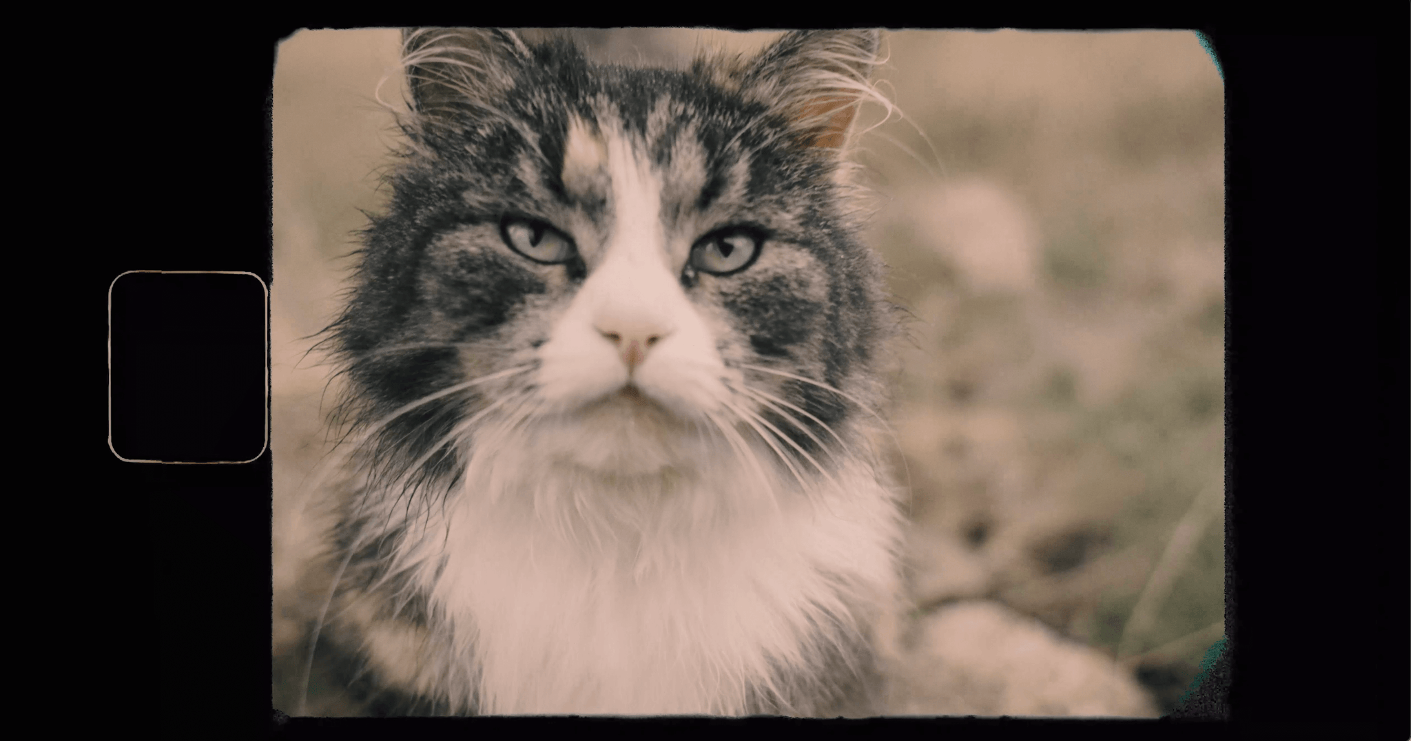image of a grey and white norwegian forrest cat 